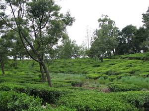 Nuwara Eliya