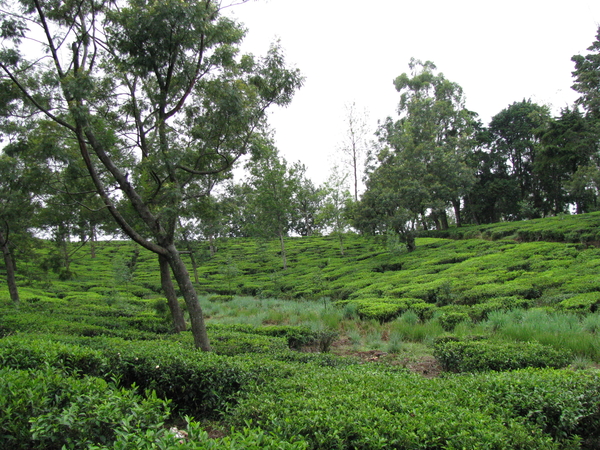 Nuwara Eliya