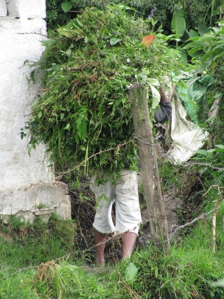 Afbeelding sri lanka 2 1249