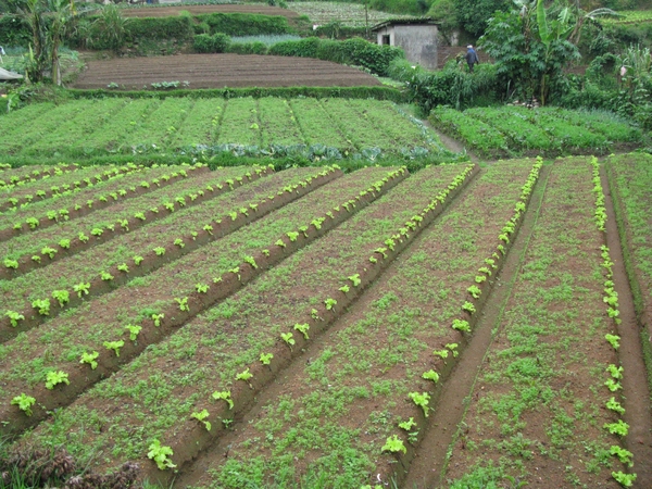 Afbeelding sri lanka 2 1253