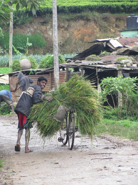 Afbeelding sri lanka 2 1258