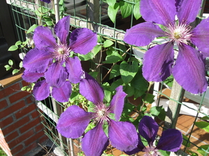 Clematis.