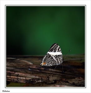 sized_154