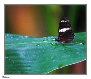 sized_156