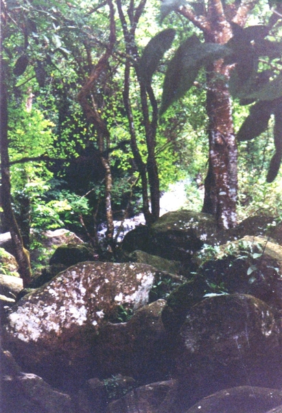 Tropisch woud