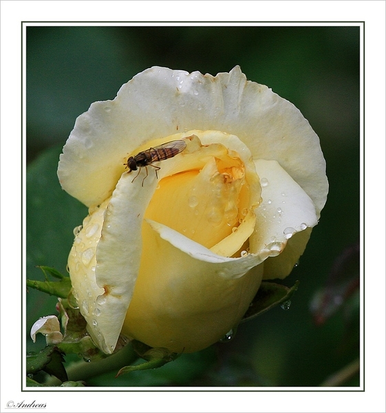 sized_023