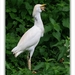 sized_096