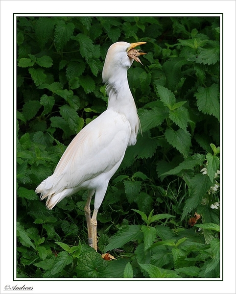 sized_096