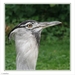 sized_116