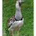 sized_118