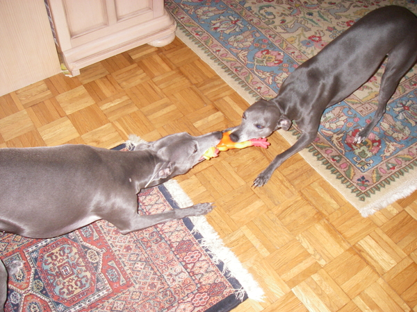 nieuwe rozen 2009 002