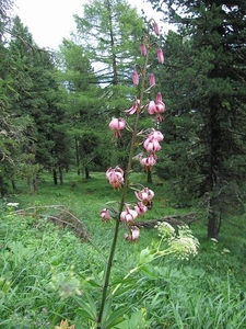 Turkse Lelie. (Lilium Martagon)