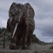 De Panne : Andries Botha's olifant