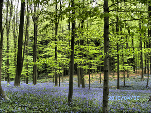Het Hallerbos