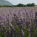 MV9_4544_Lavendel velden  in Sault