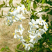 MV9_4609_Witte bloemen aan struik