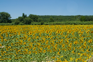 MV9_4960_Zonnebloemenveld omgeving Grignan