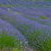 MV9_5042_ Mooi gelijnd lavendelveld