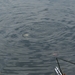 20070604-Watersportbaan vissen 027
