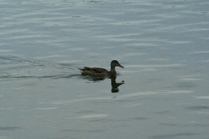 20070604-Watersportbaan vissen 102