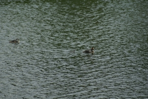 20070604-Watersportbaan vissen 134