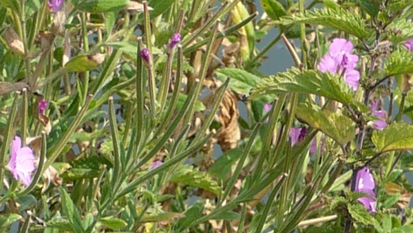 P1000339
