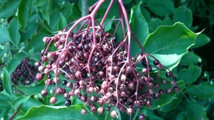 P1000343
