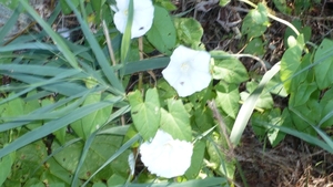 P1000525