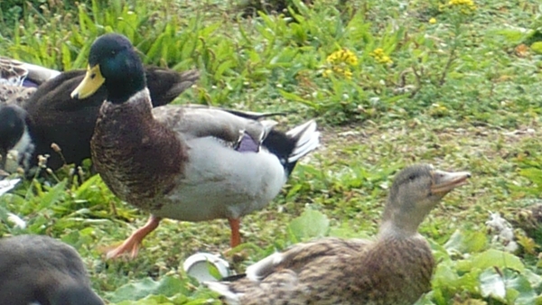 P1000562