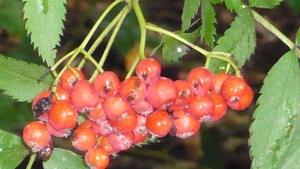 P1000655