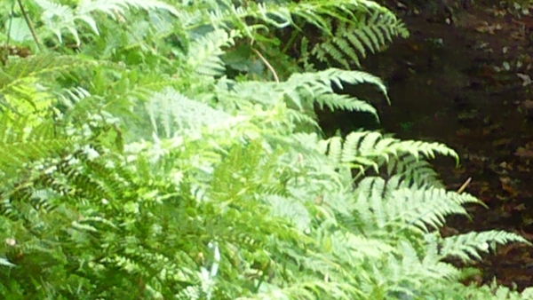 P1000882