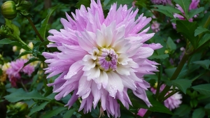 P1010323