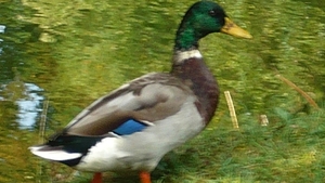 P1010335