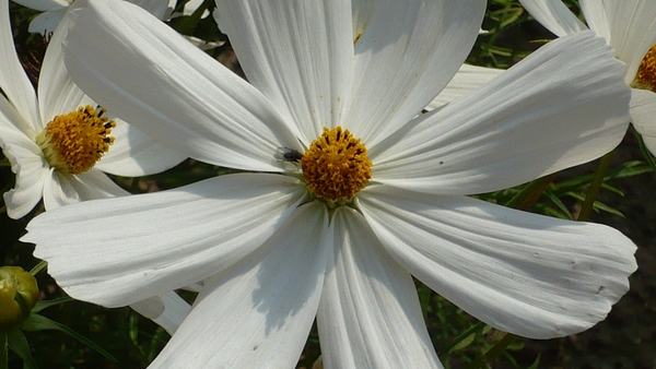 P1010405