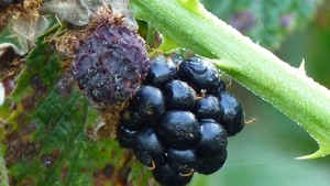 P1000236