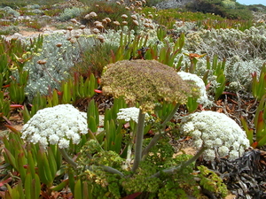 Sagres 028