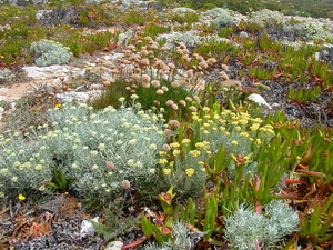 Sagres 030