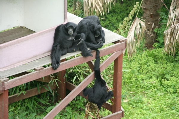 paradisio 080 (972 x 648)