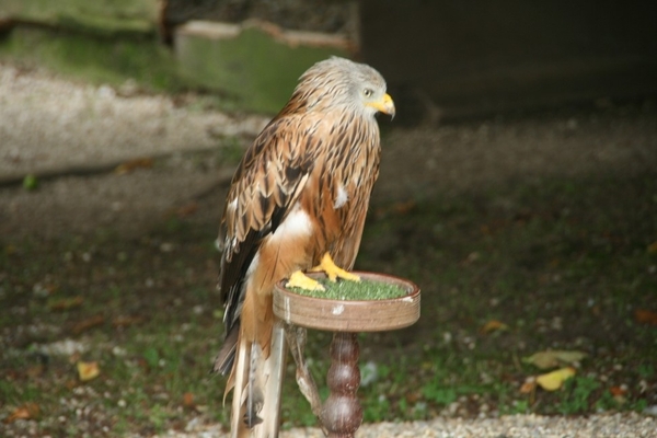 paradisio 100 (972 x 648)