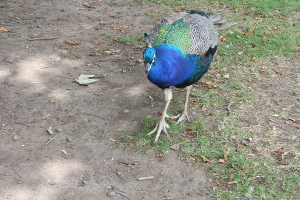 paradisio 105 (972 x 648)