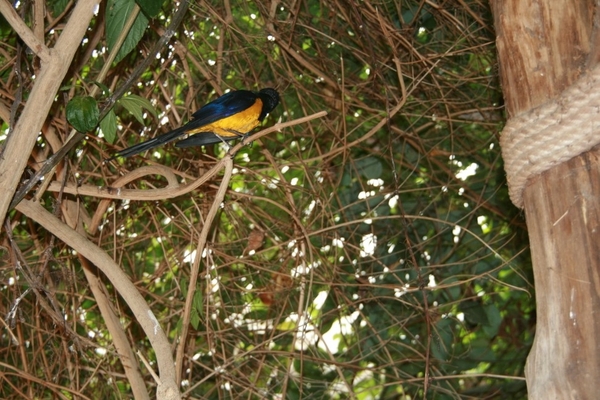 paradisio 110 (972 x 648)