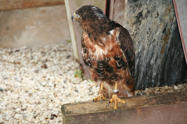 paradisio 136 (972 x 648)