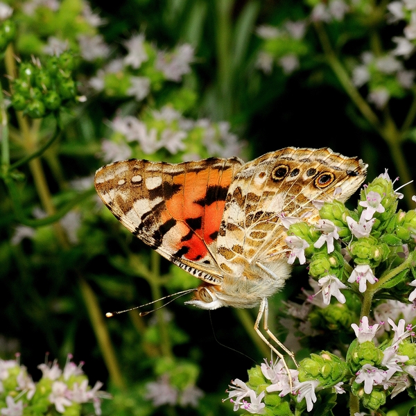 NIK_20090723_164009a