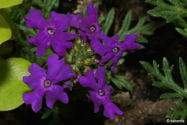File_305