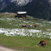Mayrhofen Ahorn