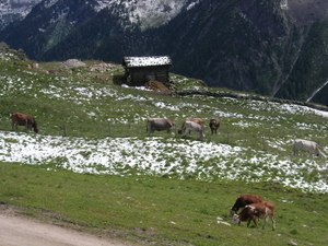 Mayrhofen Ahorn