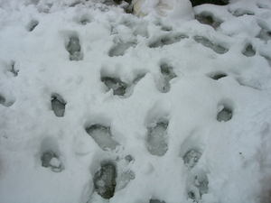 Voetsporen in de sneeuw