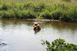 2005_0723gr5vogezen0054