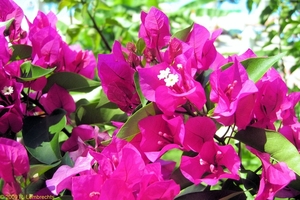 Bloemen in Bitzaro Grande