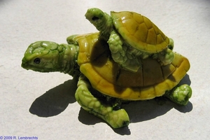 Caretta Caretta